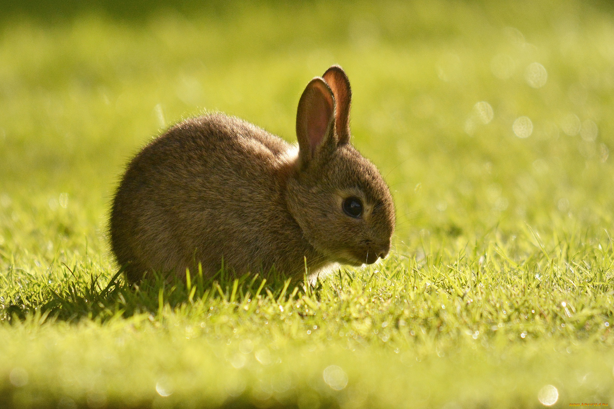Grass animals. Животные. Кролик. Животные кролики. Зайчонок фото животного.